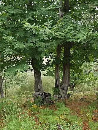Zomereik-verbond met tamme kastanje