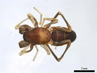 Castianeira cingulata