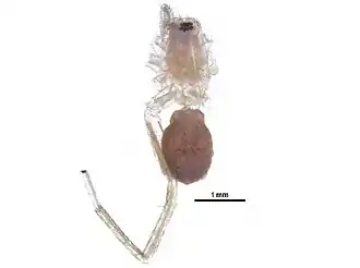 Castianeira gertschi