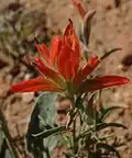 Castilleja integra