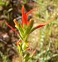 Castilleja minor