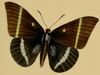 Amauta papilionaris