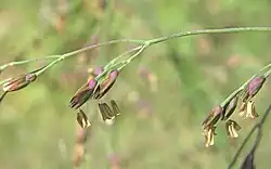 Bloemen met meeldraden