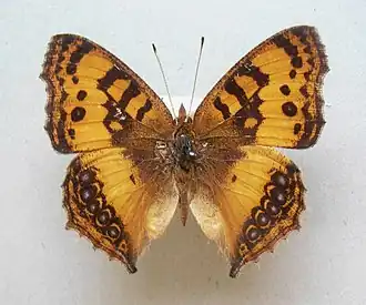 Catacroptera cloanthe