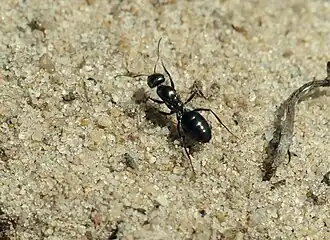 Cataglyphis aenescens