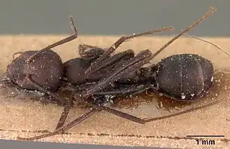 Cataglyphis mauritanica