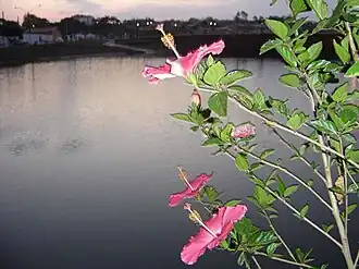 Bloemen in de stad Catalão