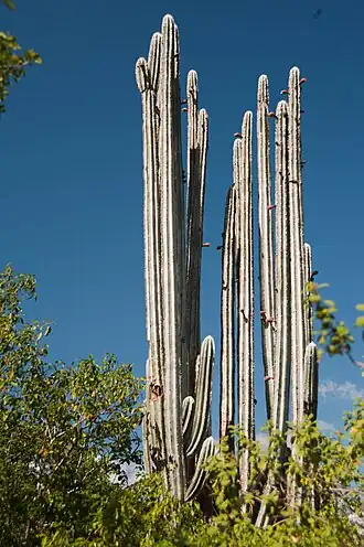 Orgelpijpcactus op het eiland