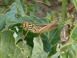 Cataloipus fuscocoeruleipes
