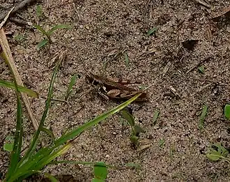 Catantops stramineus