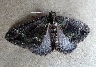 Catarhoe basochesiata