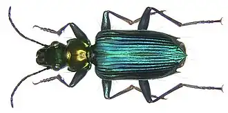 Catascopus dalbertisi
