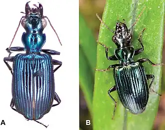 Catascopus ignicinctus