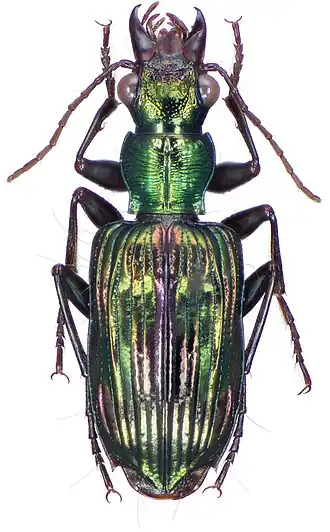Catascopus sauteri
