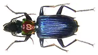 Catascopus wallacei