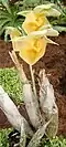 Catasetum expansum