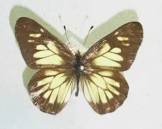 Catasticta eurigania