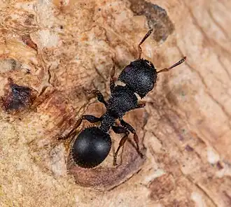 Cataulacus granulatus