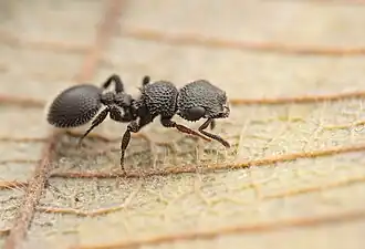 Cataulacus hispidulus