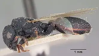 Cataulacus intrudens