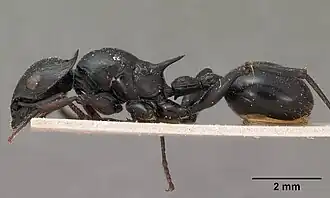 Cataulacus oberthueri