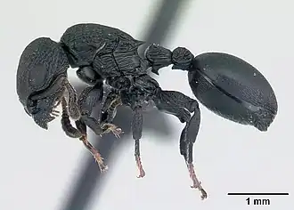 Cataulacus regularis