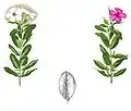 Tekening van Catharanthus roseus, ca. 1880