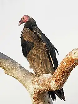 Roodkopgier (Cathartes aura)