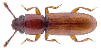 Cathartus quadricollis