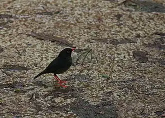 Grijsrugdwerglijster