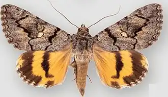 Catocala californiensis