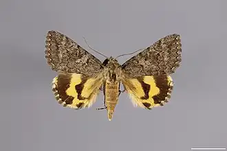 Catocala chelidonia