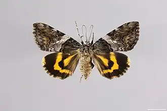 Catocala deuteronympha