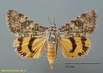 Catocala frederici