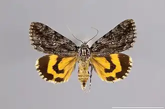 Catocala grisatra