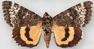 Catocala grotiana