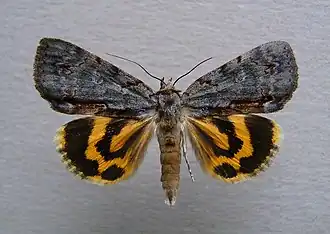 Catocala grynea