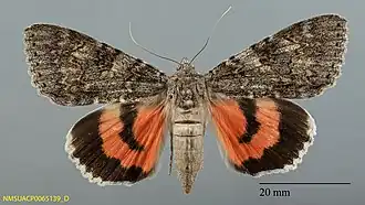 Catocala hermia