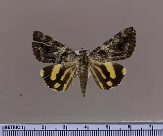 Catocala hyperconnexa