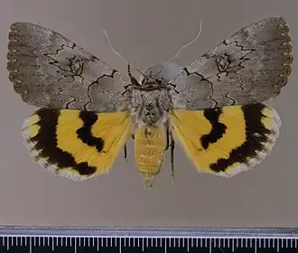 Catocala illecta