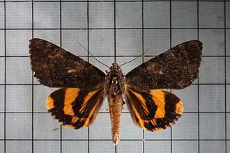 Catocala kuangtungensis