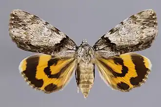 Catocala lincolnana