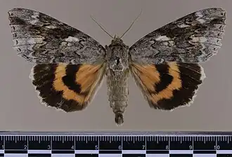 Catocala marmorata