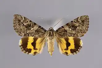 Catocala mcdunnoughi