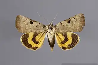 Catocala nuptialis
