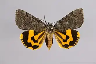 Catocala nymphaeoides