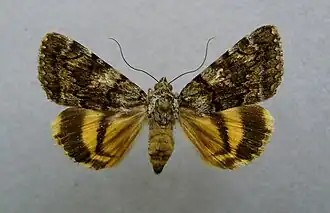 Klein geel weeskind (Catocala nymphagoga)