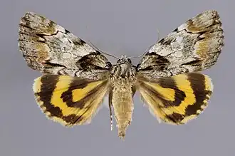 Catocala pretiosa