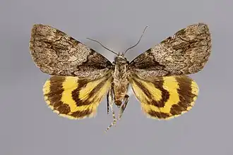 Catocala proxeneta