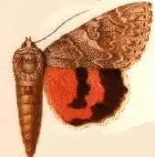 Catocala repudiata